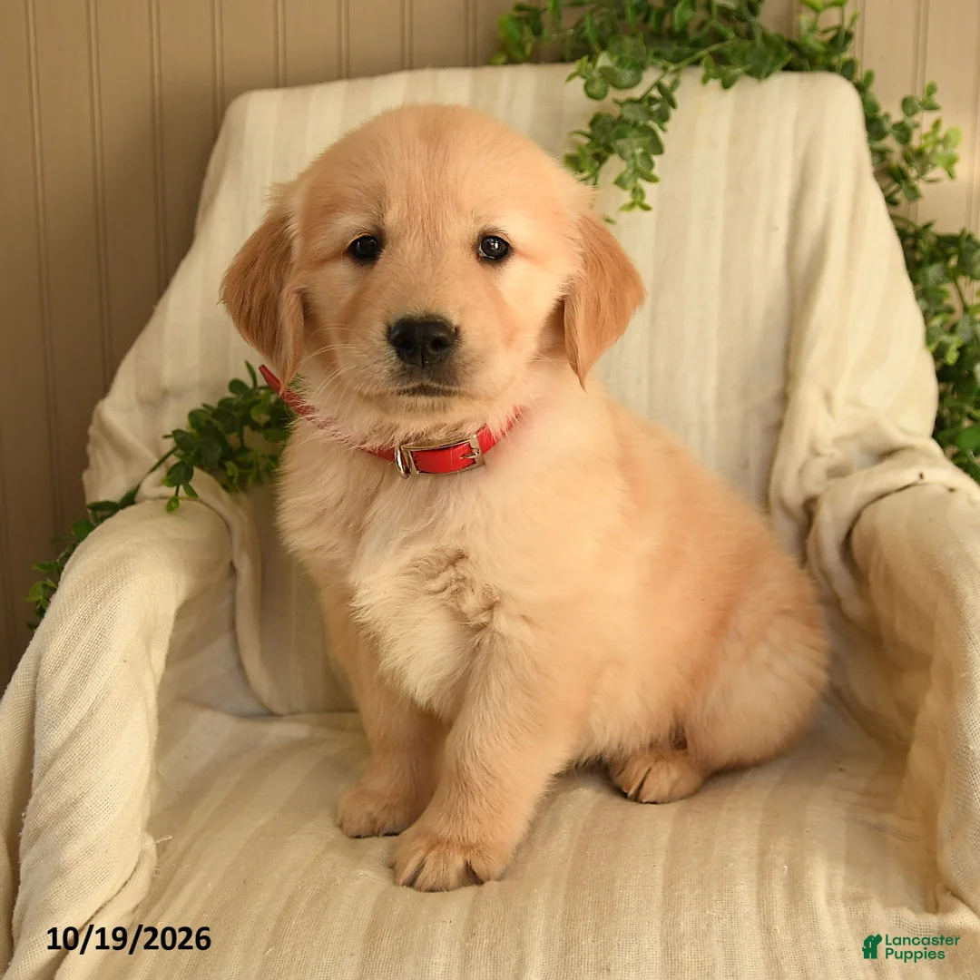 Golden Retriever dogs for sale: Caleb - Ad 1