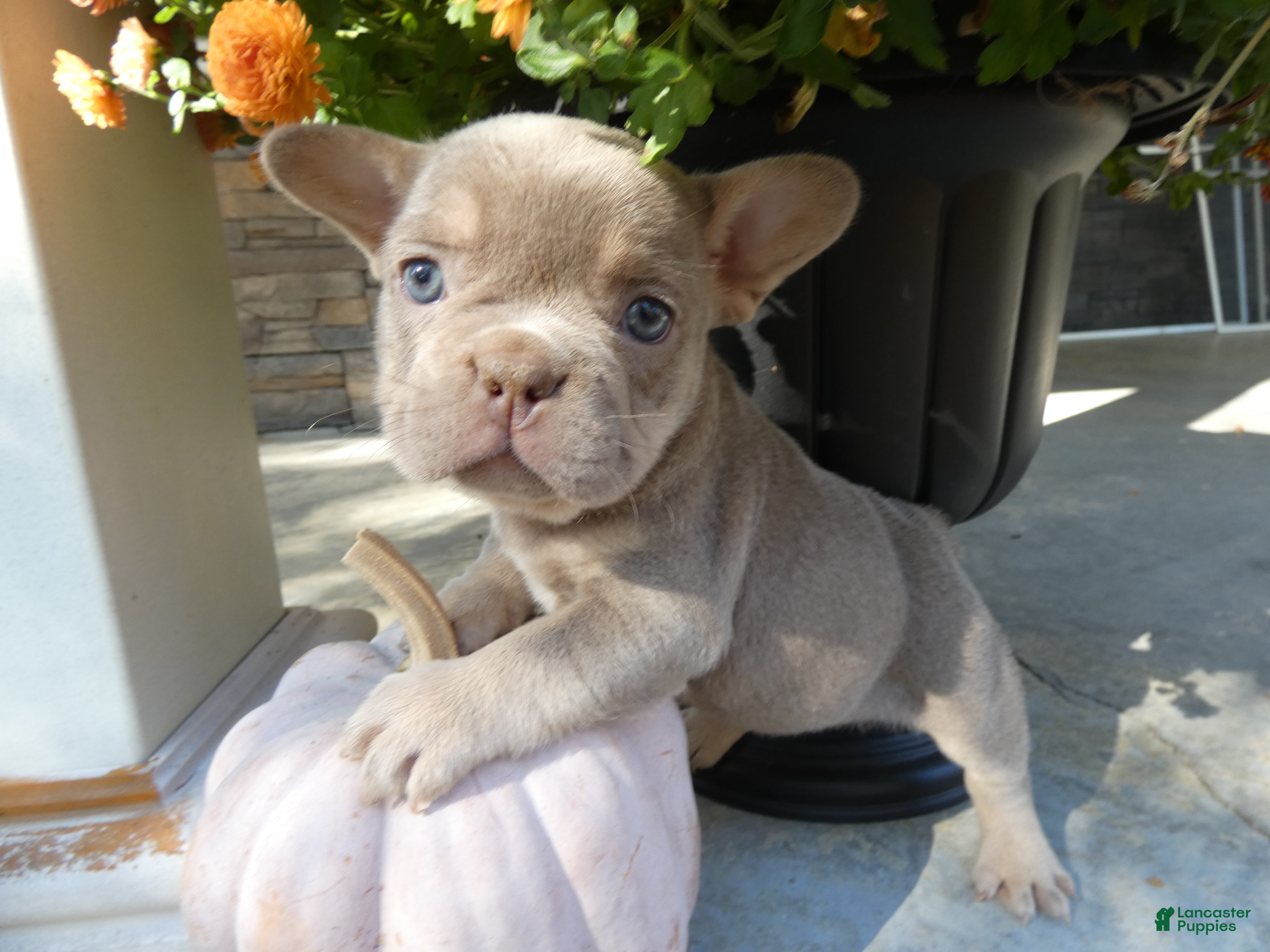 French Bulldog dogs for sale: French Bulldog 3 Mika - Ad 29