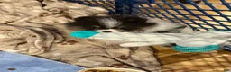 Pomeranian dogs for sale: Aca pebbles - Ad 2