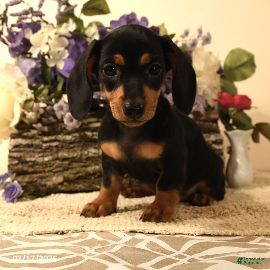 Miniature Dachshund dogs Colten - Ad 2