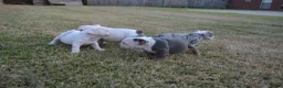 English Bulldog dogs for sale: Butterfly  - Ad 11