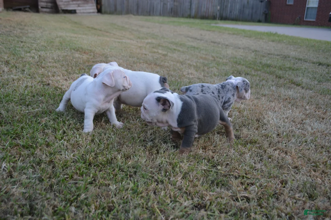 English Bulldog dogs for sale: Skye - Ad 10
