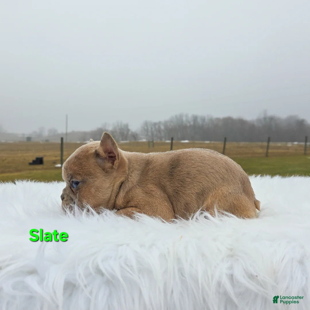 Mixed Breed dogs for sale: Slate - Ad 5