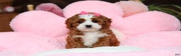 Cavapoo dogs for sale: Lilly - Ad 7