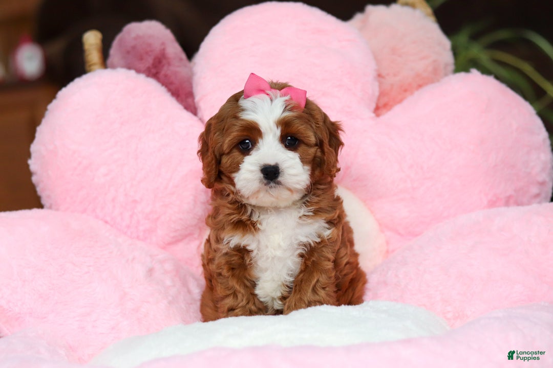 Cavapoo dogs for sale: Lilly - Ad 7