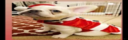 French Bulldog dogs for sale: French Bulldog 1 - Ad 4