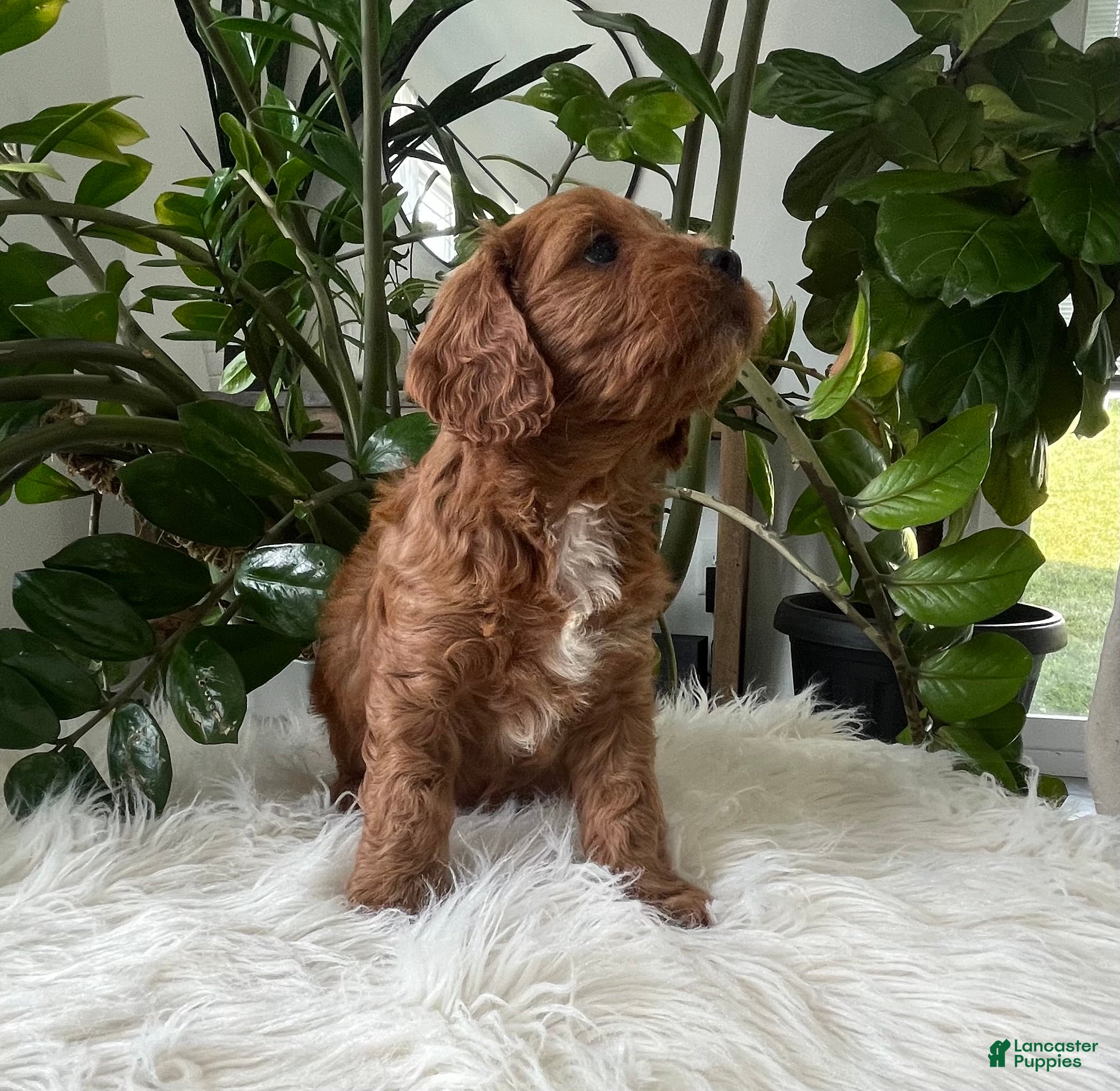 Cavapoo dogs Jocelyn - Ad 2