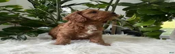 Cavapoo dogs for sale: Jocelyn - Ad 2