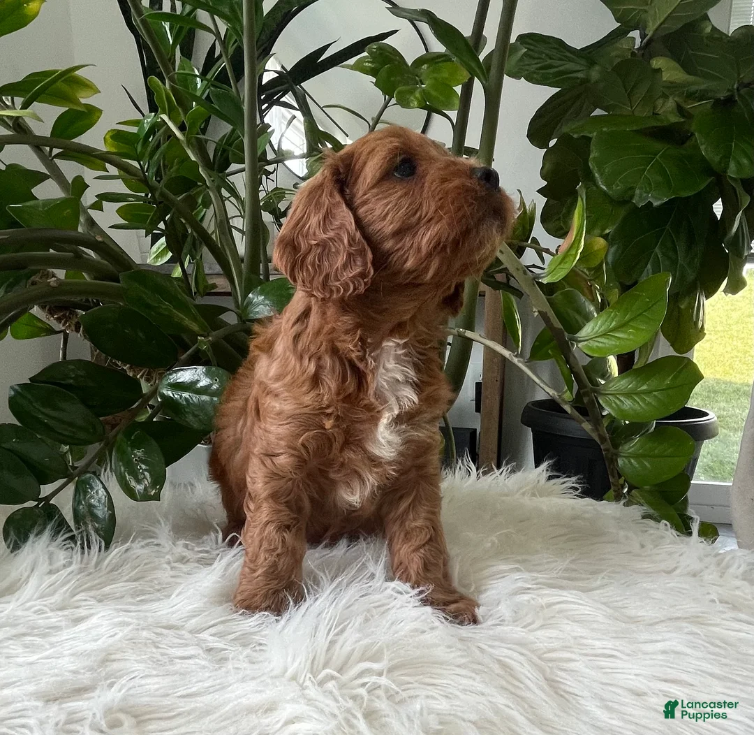 Cavapoo dogs for sale: Jocelyn - Ad 2