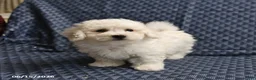 Bichon Frise dogs for sale: Barky - Ad 5