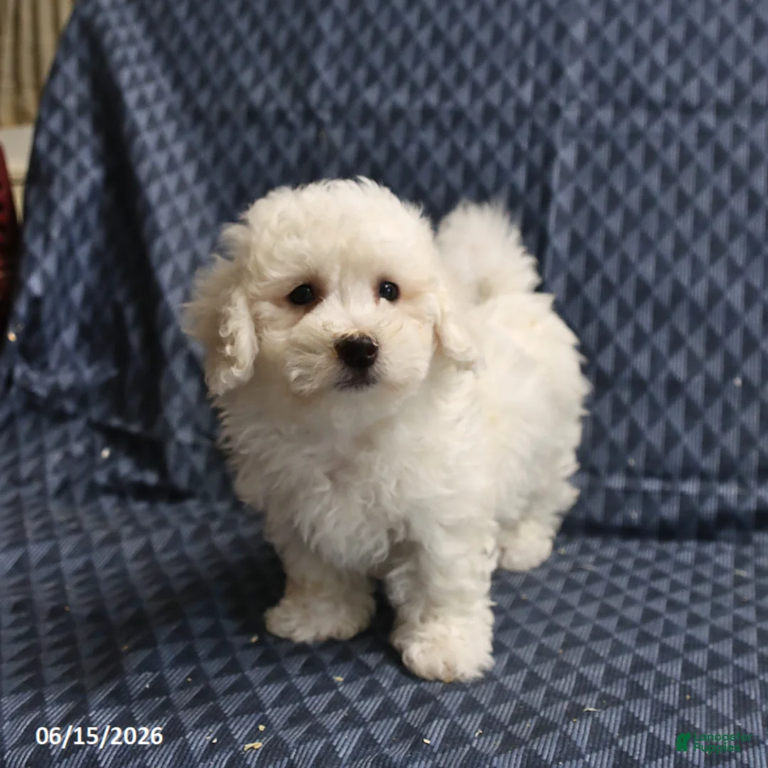 Bichon Frise dogs for sale: Barky - Ad 5