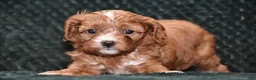 Cavapoo dogs for sale: Jayson - Ad 17