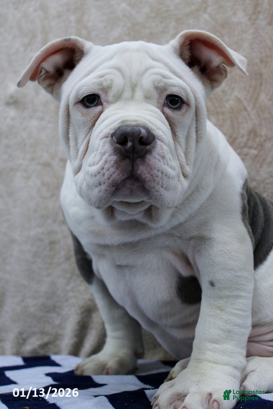 American Bully dogs for sale: Dobby - Ad 2
