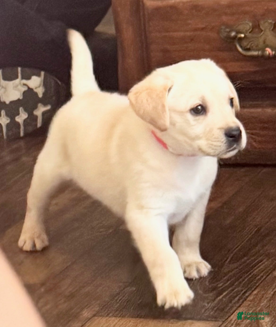 Labrador Retriever dogs Ryder - Ad 6