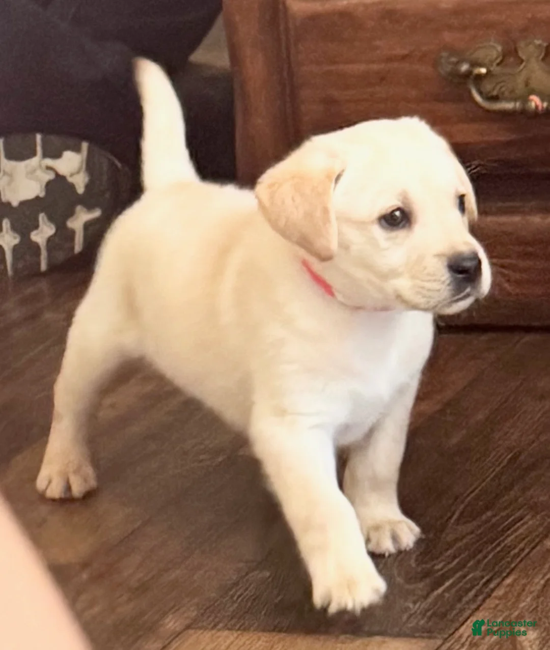 Labrador Retriever dogs for sale: Ryder - Ad 1