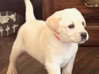 Labrador Retriever dogs Ryder - Ad 6