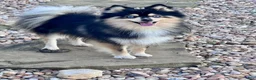 Pomsky dogs for sale: June Carter - Ad 9