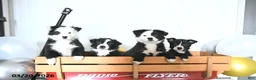 Border Collie dogs for sale: Fritz - Ad 2