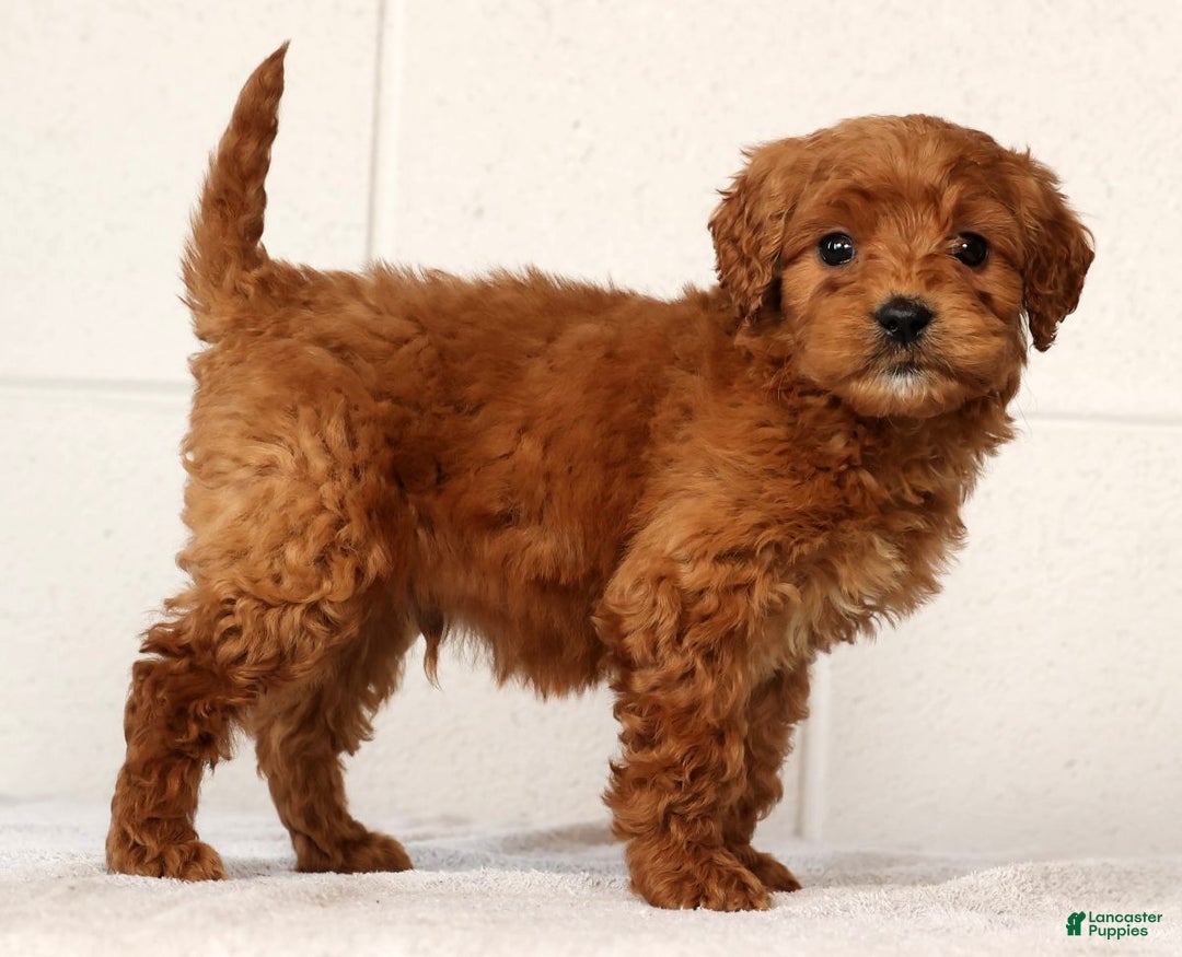 Mini Goldendoodle dogs for sale: Lonnie - Ad 2
