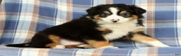 Australian Shepherd dogs for sale: Paul - Ad 5