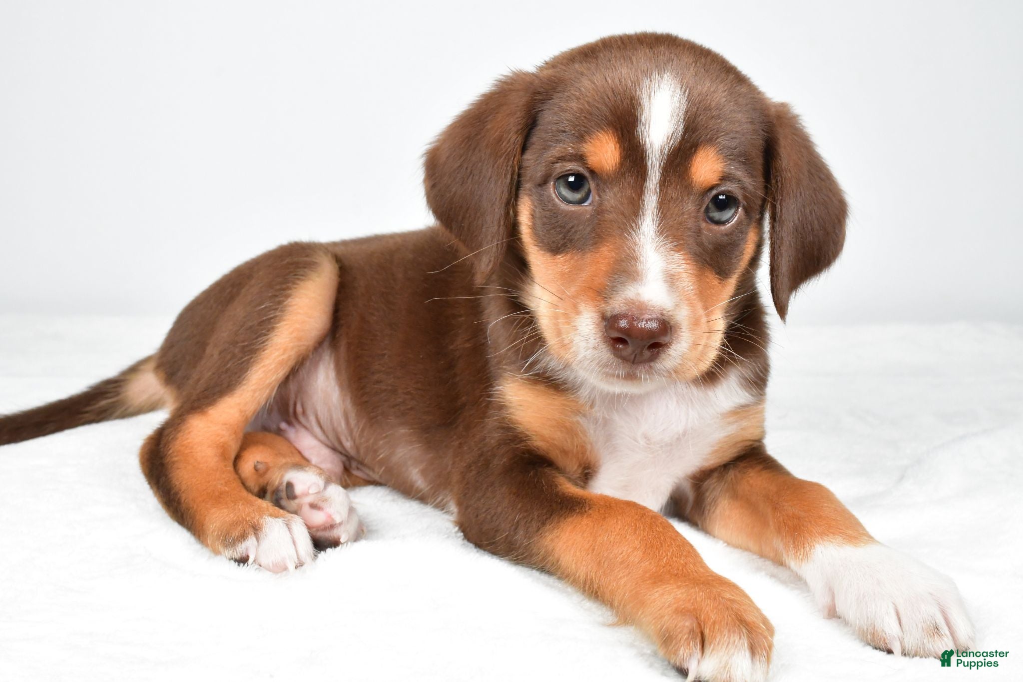 Mixed Breed dogs Reece - Ad 1