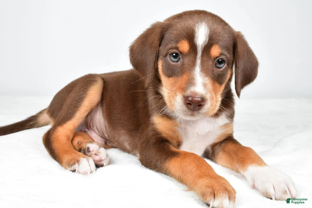 Mixed Breed dogs for sale: Reece - Ad 1