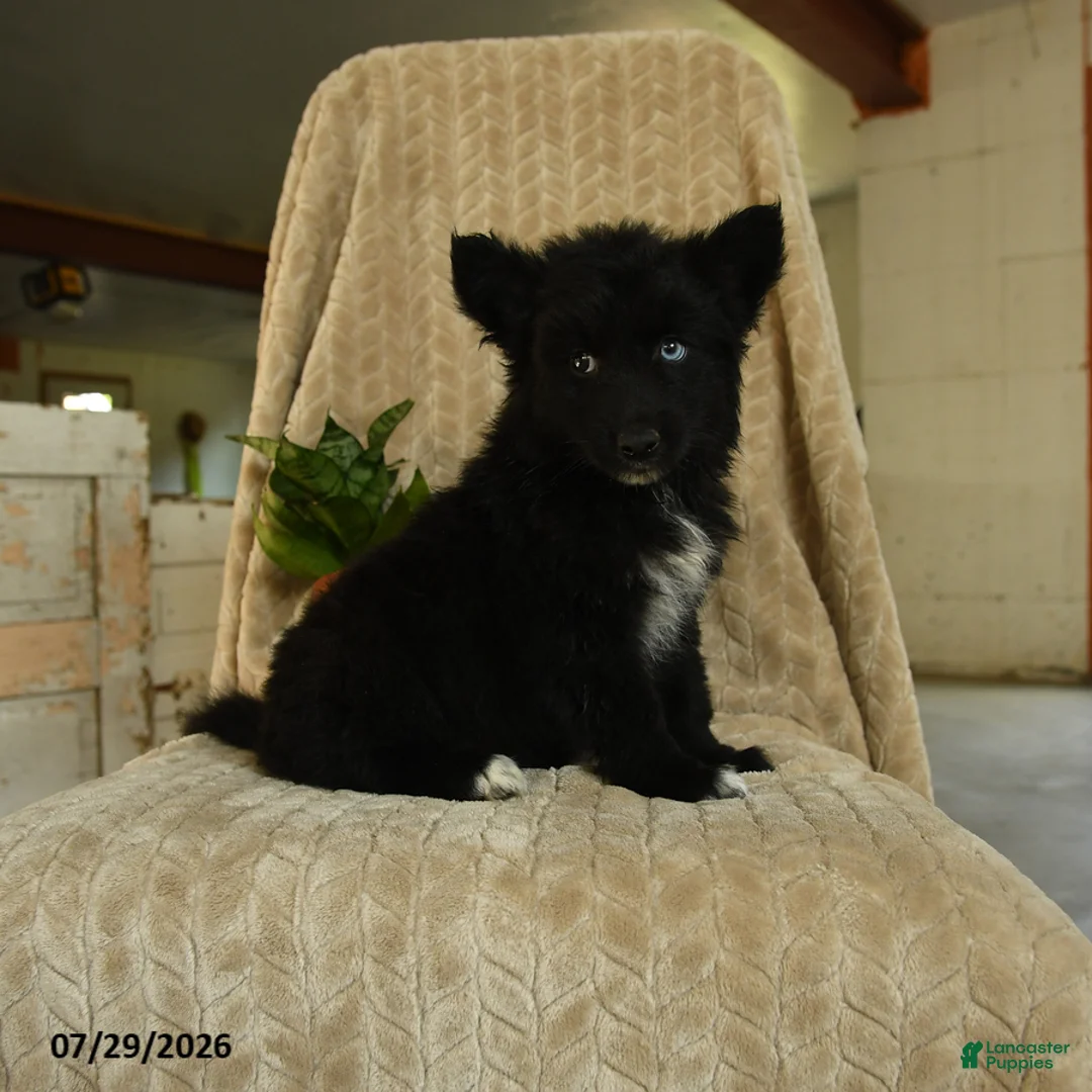 Pomsky dogs for sale: Zander - Ad 2
