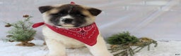 Akita dogs for sale: Trevor - Ad 3
