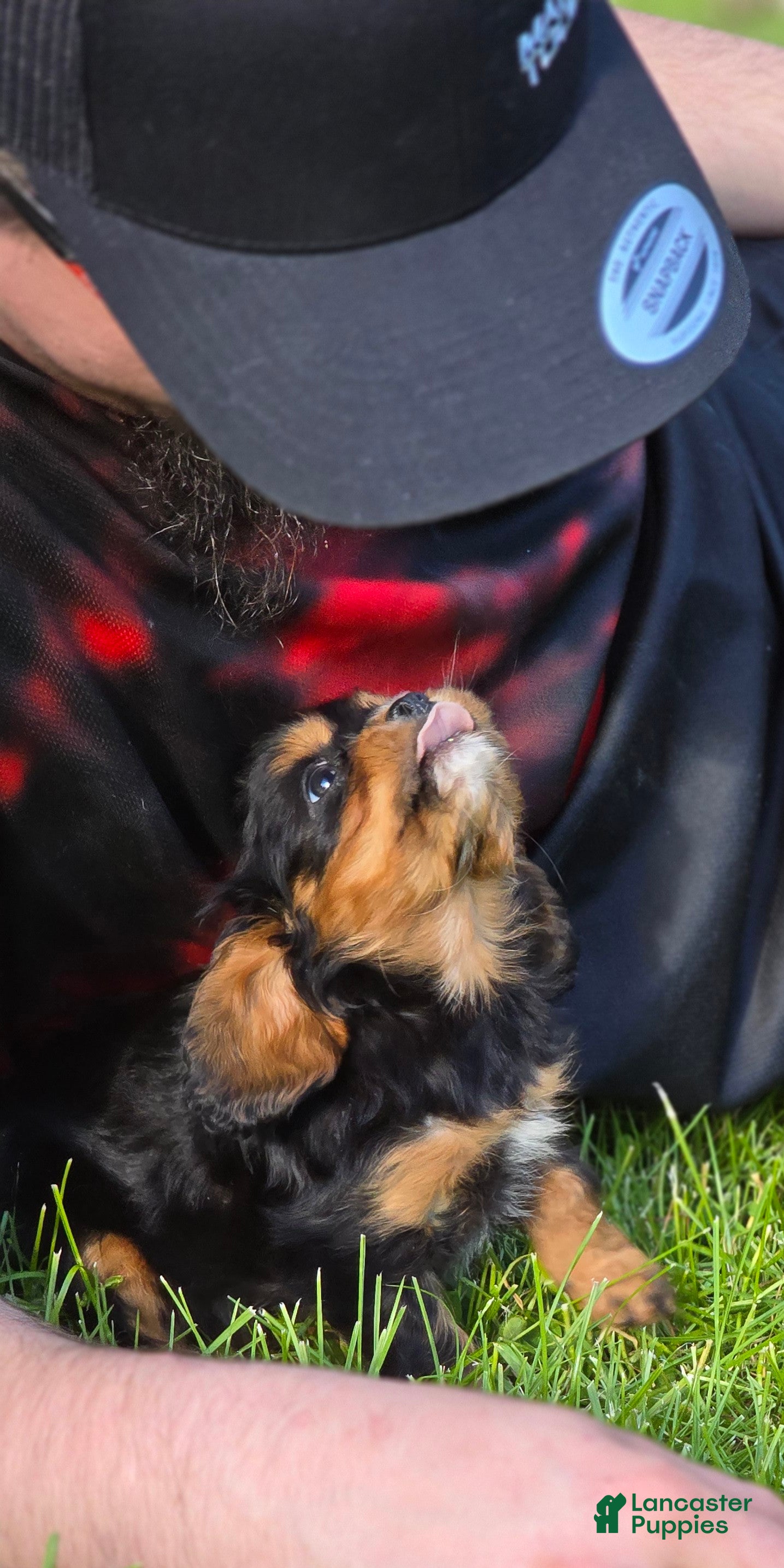 Cavalier King Charles Spaniel dogs Merci - Ad 2