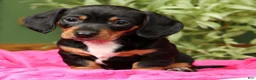 Miniature Dachshund dogs for sale: Sara - Ad 5