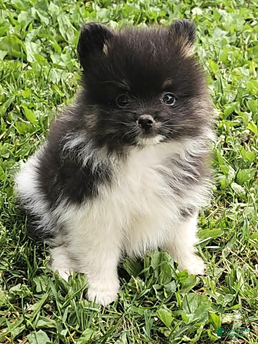 Pomeranian dogs Pomeranian 1 - Ad 6