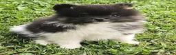 Pomeranian dogs for sale: Pomeranian 1 - Ad 1