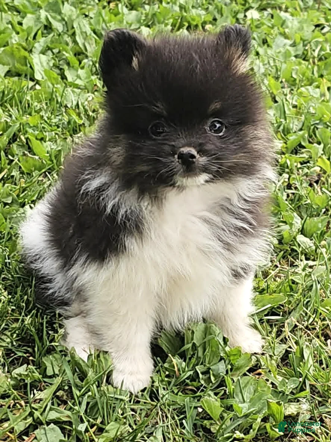 Pomeranian dogs for sale: Pomeranian 1 - Ad 1