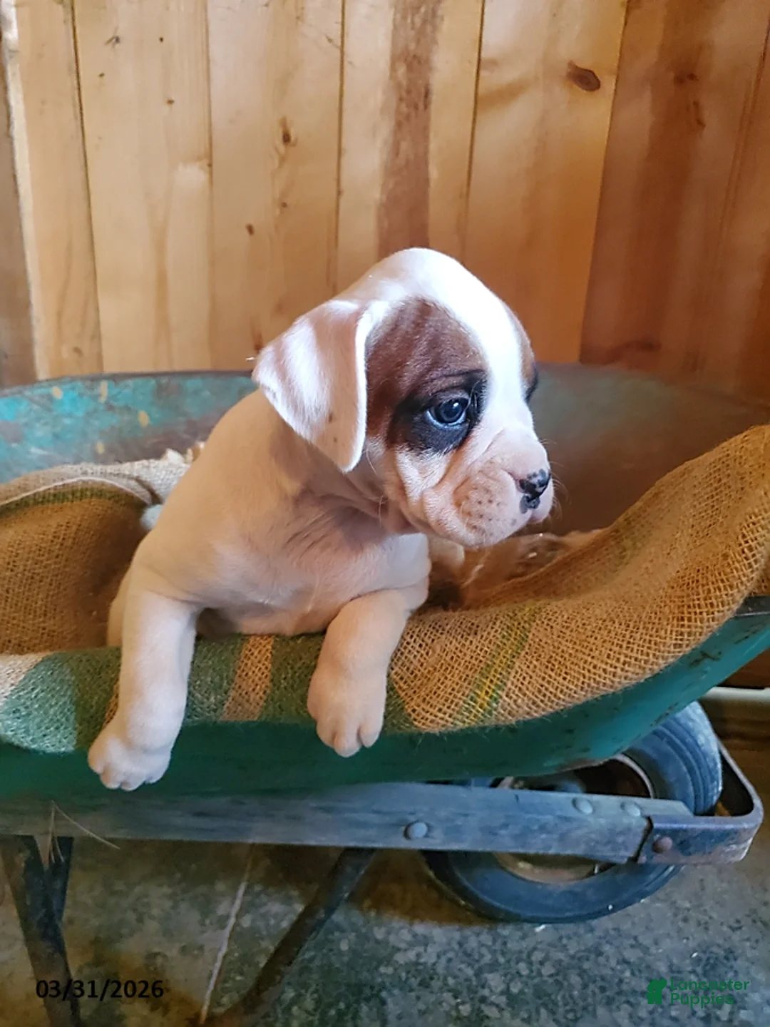 Boxer dogs for sale: Chester - Ad 2