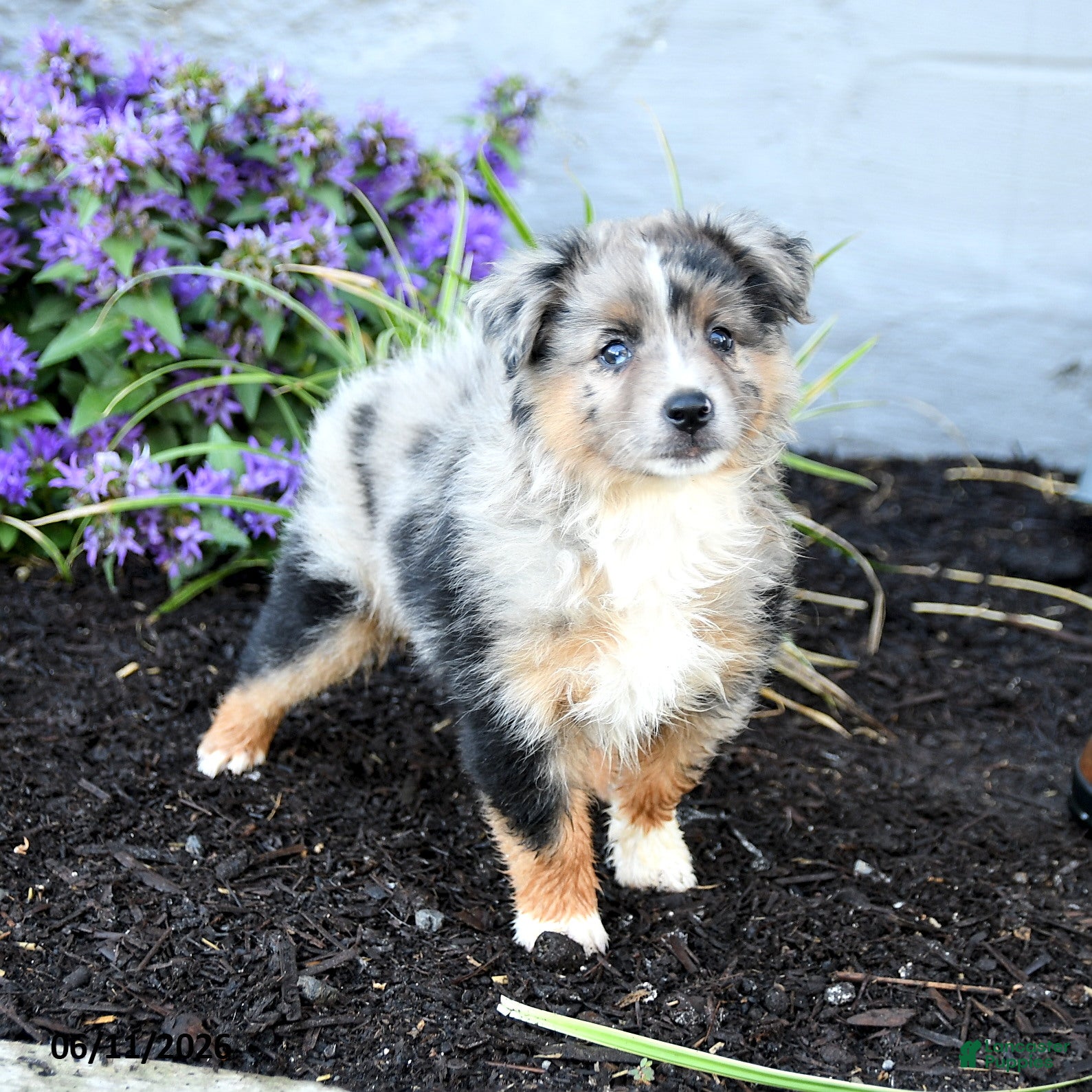 Australian Shepherd dogs Rhoda - Ad 1