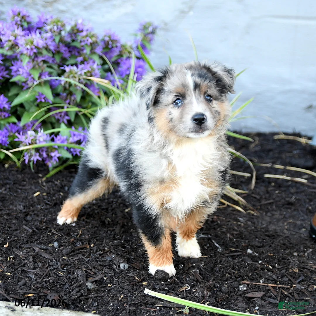 Australian Shepherd dogs for sale: Rhoda - Ad 1