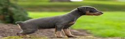 Miniature Pinscher dogs for sale: ABBY - Ad 9