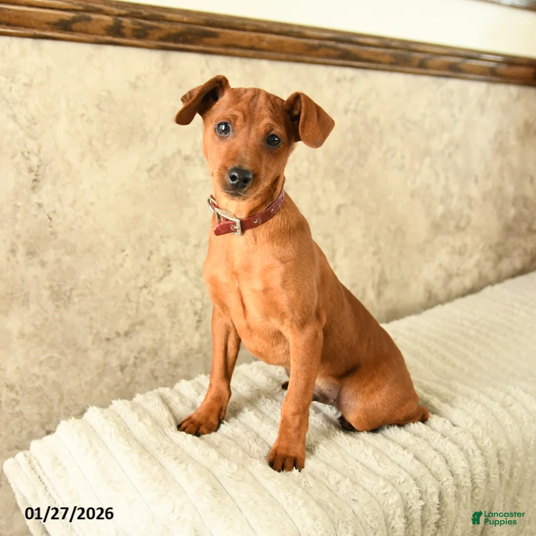 Miniature Pinscher dogs for sale: Gus - Ad 1