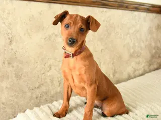 Miniature Pinscher dogs Gus - Ad 8