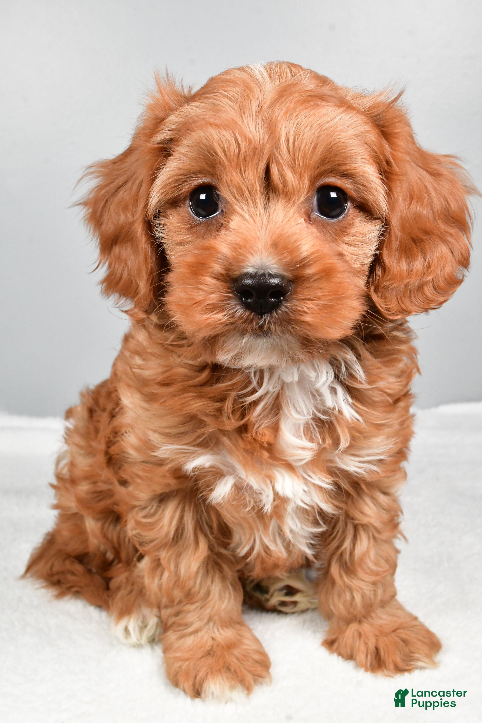 Cavapoo dogs Spencer  - Ad 24