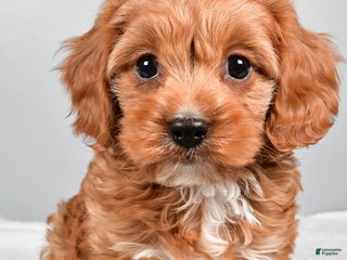 Cavapoo dogs Spencer - Ad 11
