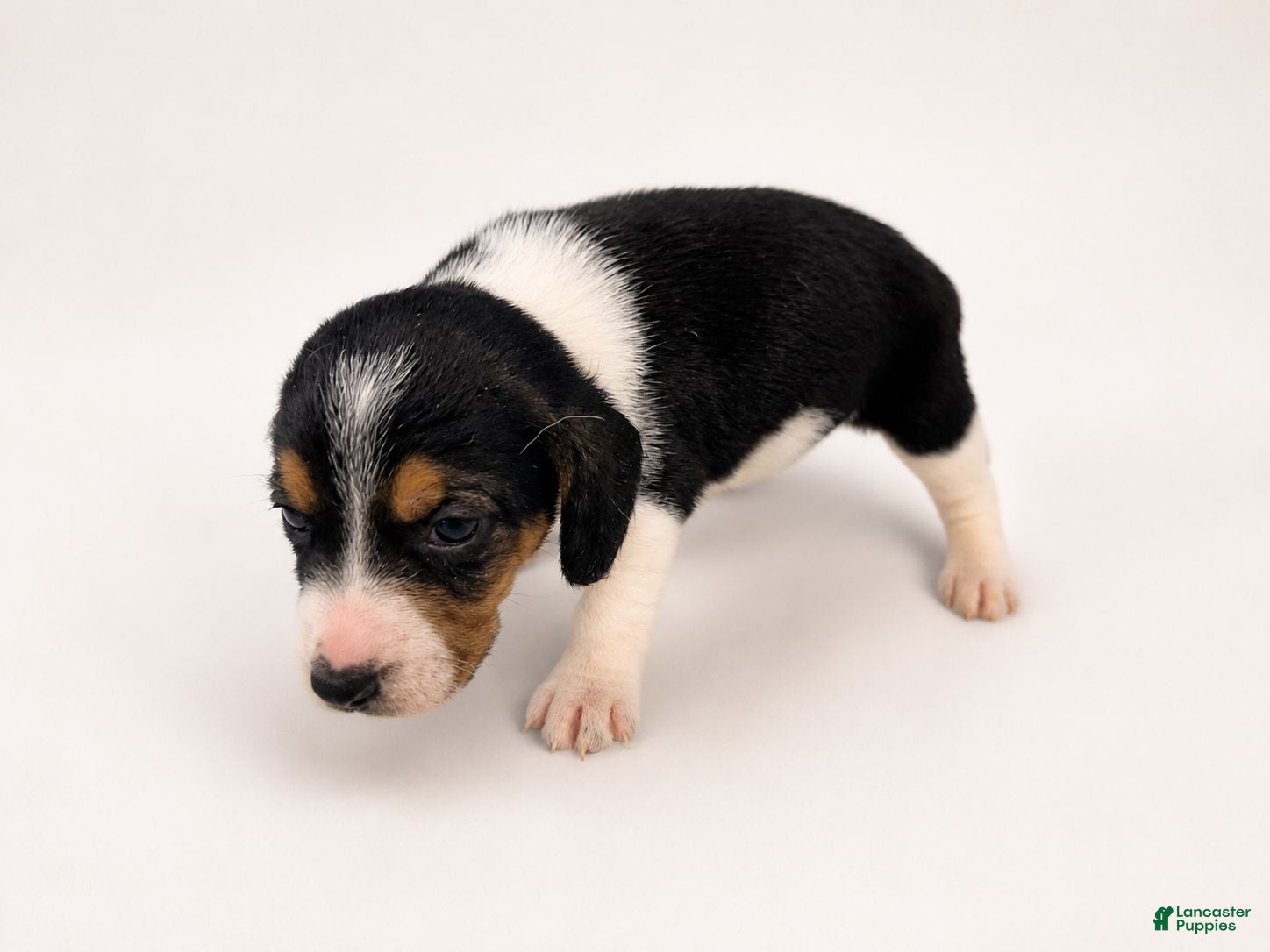 Beagle dogs Beagle 4 - Ad 1