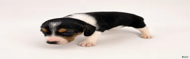 Beagle 4