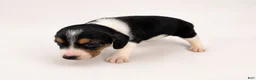 Beagle dogs for sale: Beagle 4 - Ad 1