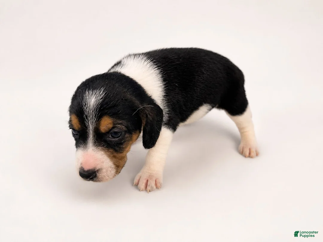 Beagle dogs for sale: Beagle 4 - Ad 1