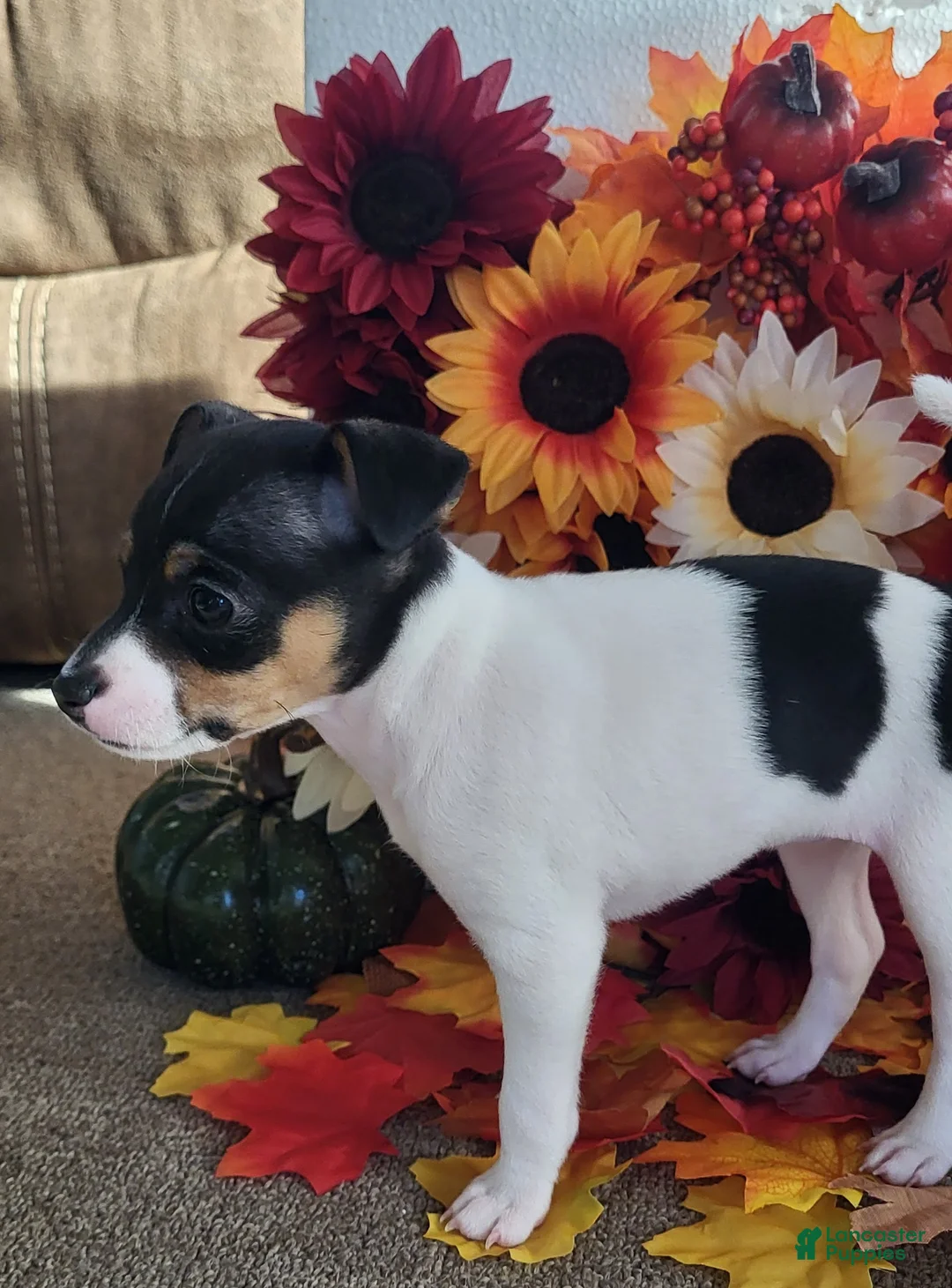 Rat Terrier dogs for sale: Tasha *Updated photos* - Ad 2