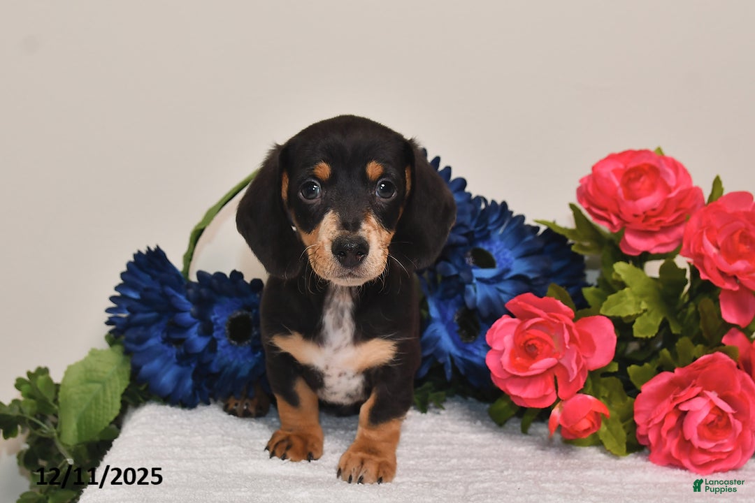 Miniature Dachshund dogs for sale: Rowdy - Ad 3