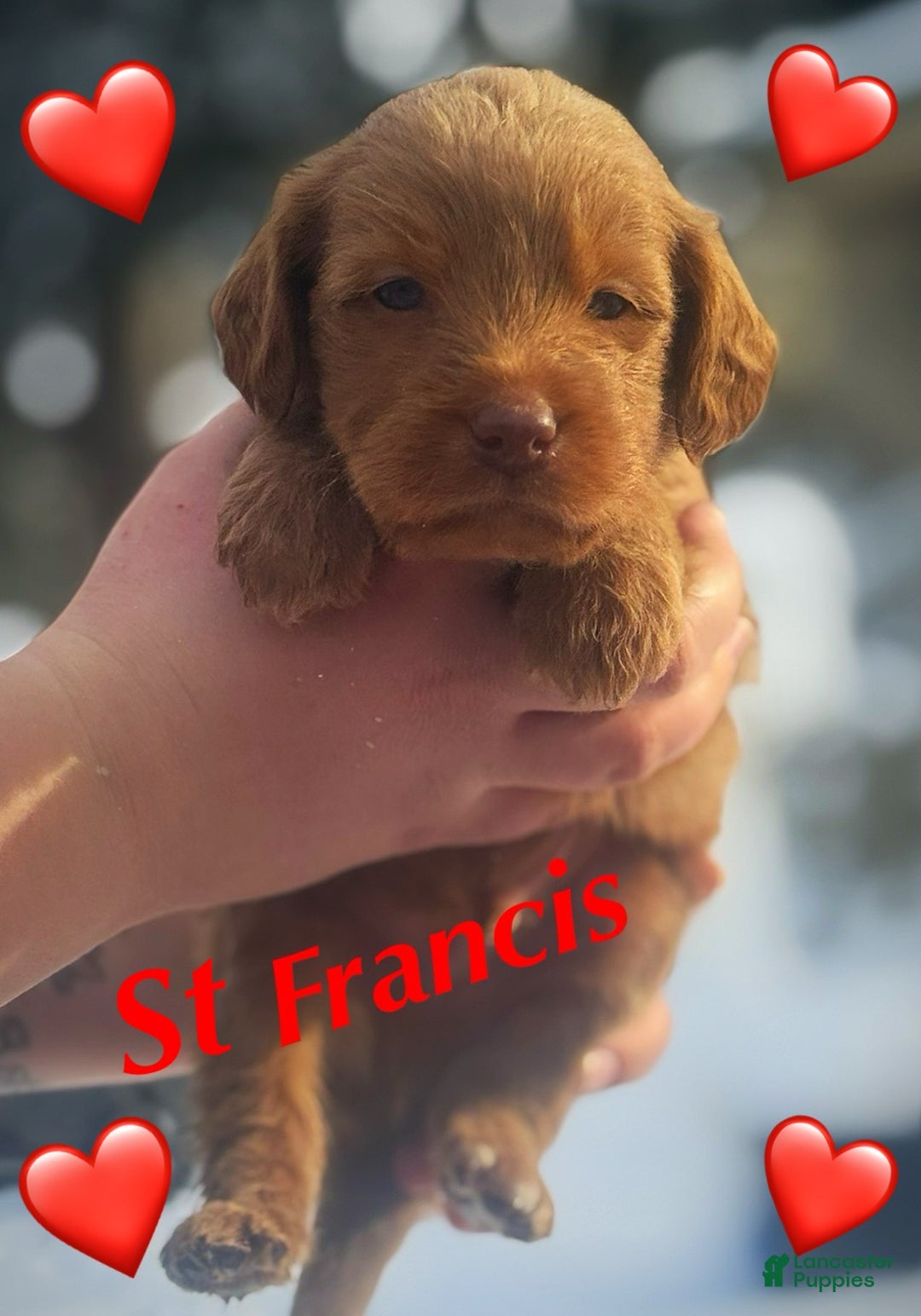 Labradoodle dogs for sale: Labradoodle Puppy 1 - Ad 3