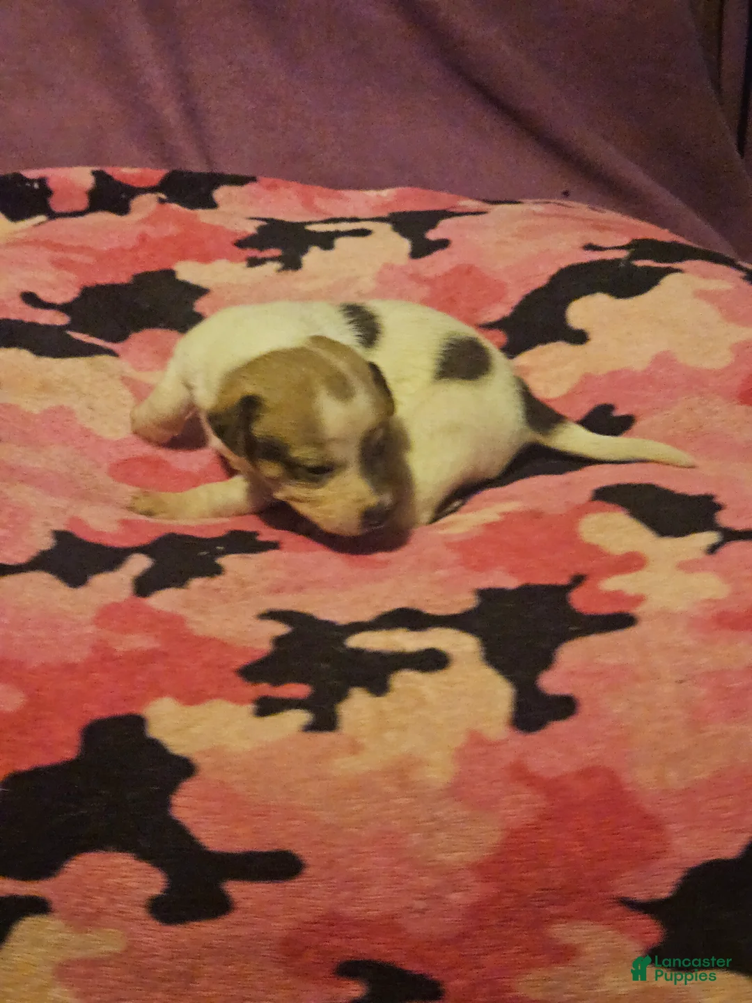 Chihuahua dogs for sale: Diane  - Ad 2