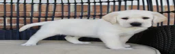 Labrador Retriever dogs for sale: Dexter - Ad 5